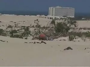 Những điều tốt về câ ...